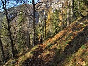 70 In discesa sul sent. 118 in faggeta